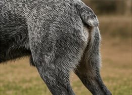короткий хвост австралийской короткохвостой пастушьей собаки